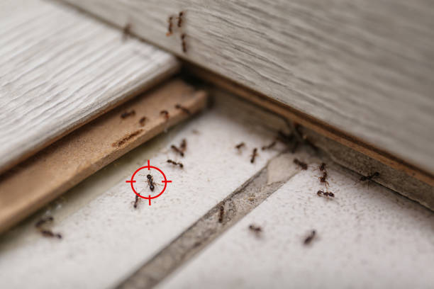 Best Cockroach Control Services  in Man, IL