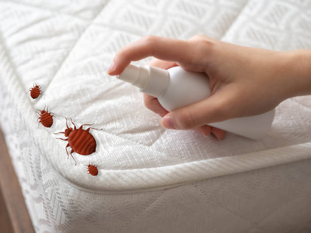 Best Insect Control  in Man, IL