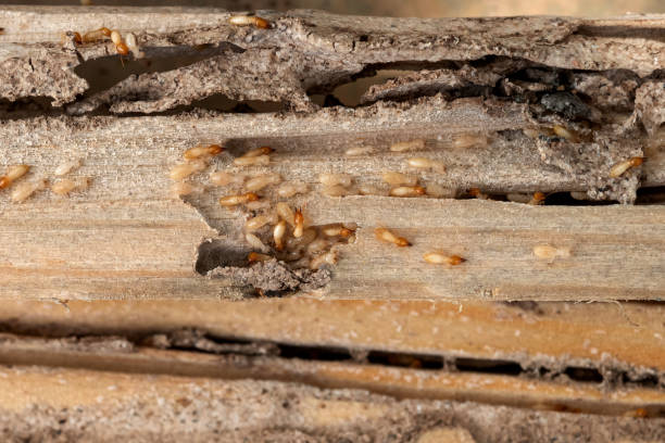Best Ant Control Services  in Man, IL